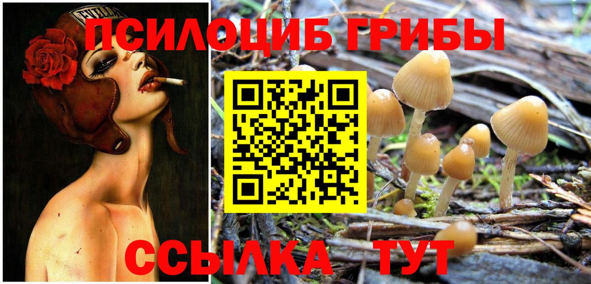 где найти наркотики  Вход с VPN  Пушкино  Псилоцибиновые грибы Cubensis  Псилоцибиновые грибы GOLDEN TEACHER 